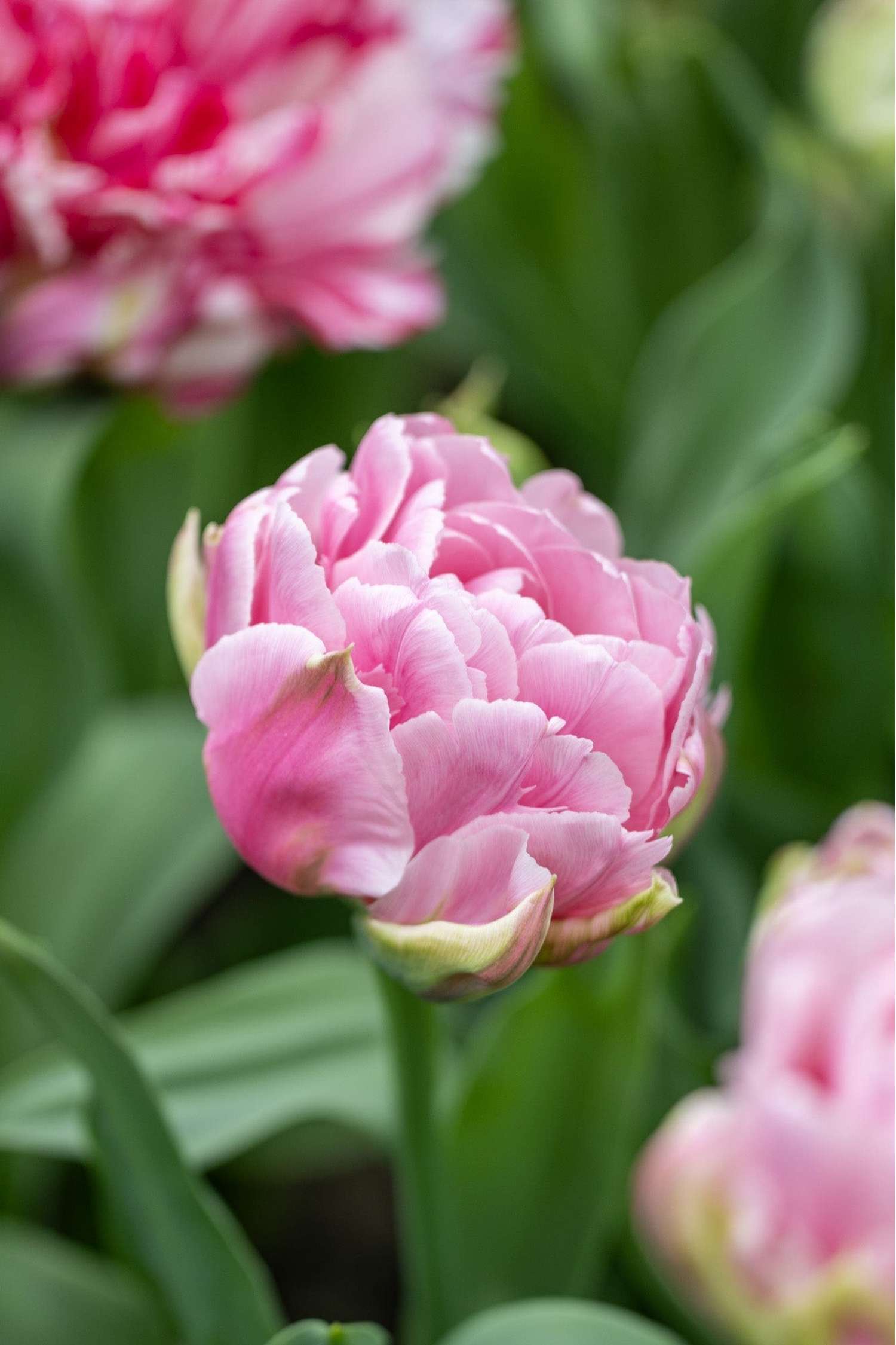 Tulip 'Amorosa'